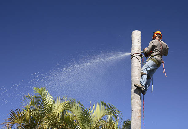 How Our Tree Care Process Works  in  Camden, AL