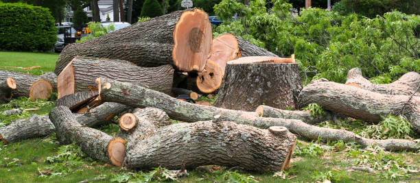 Camden, AL Tree Removal Services Company